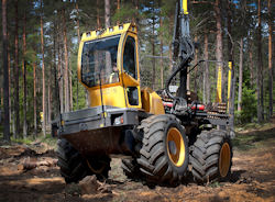 Forest King tb