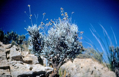 Guayule tb