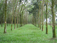 Kautschukplantage tb