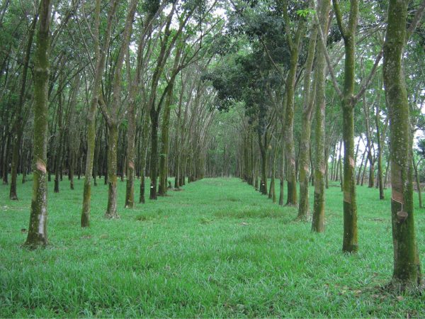 Plantage