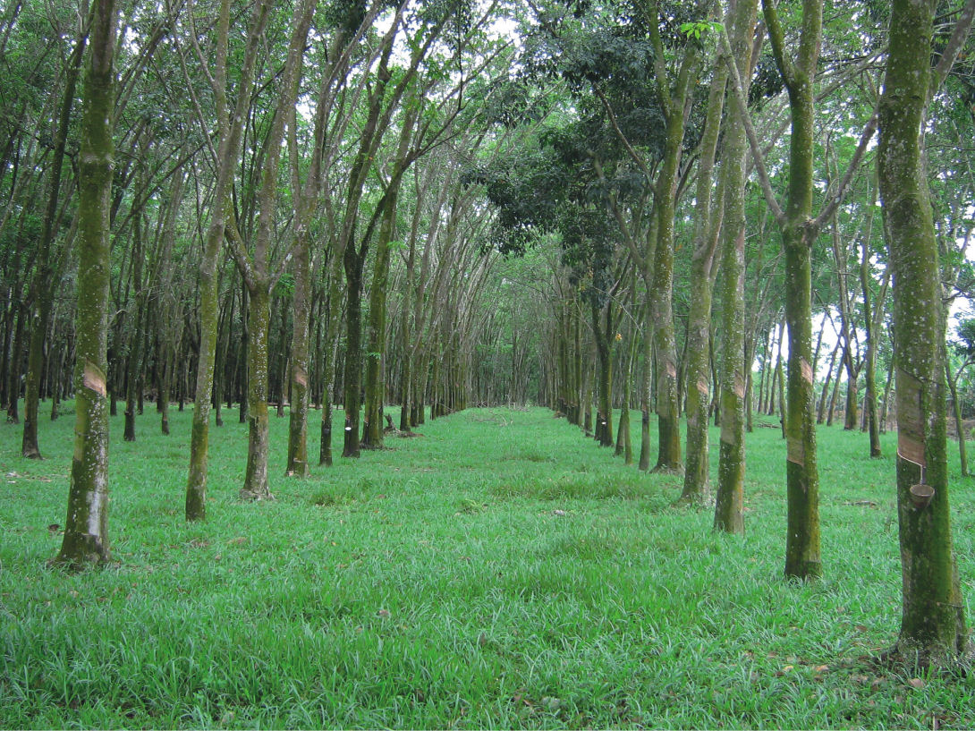 Plantage