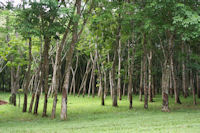 Plantage tb