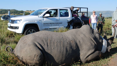 Rhino