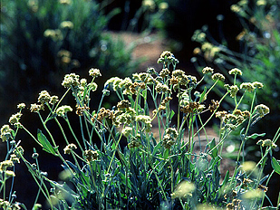 guayule