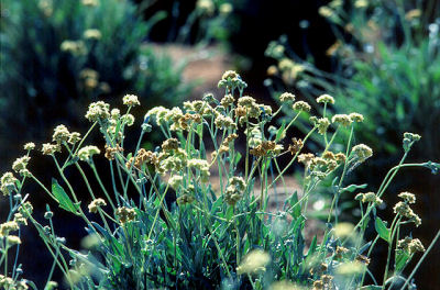 guayule1kl