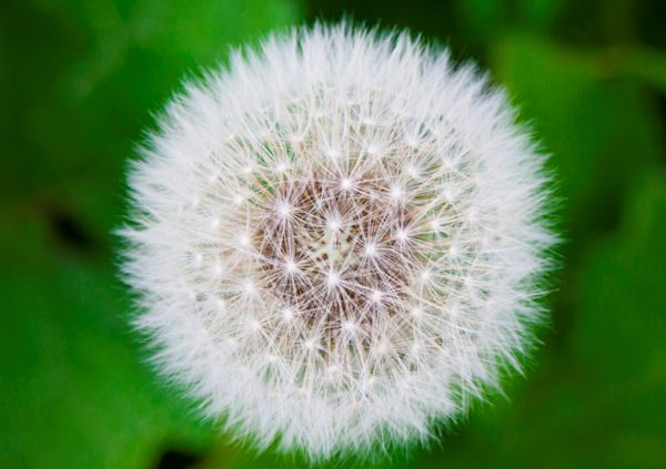 Pusteblume tb