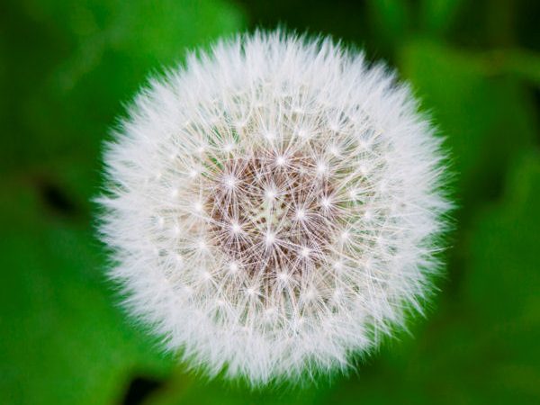 Pusteblume tb