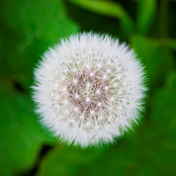 Pusteblume tb