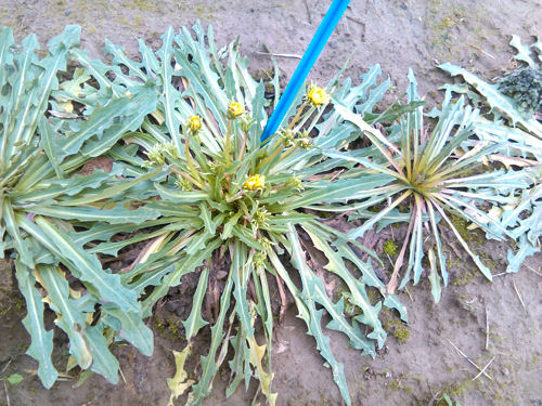 Mitas Taraxacum koksaghyz