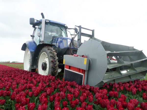 tulip