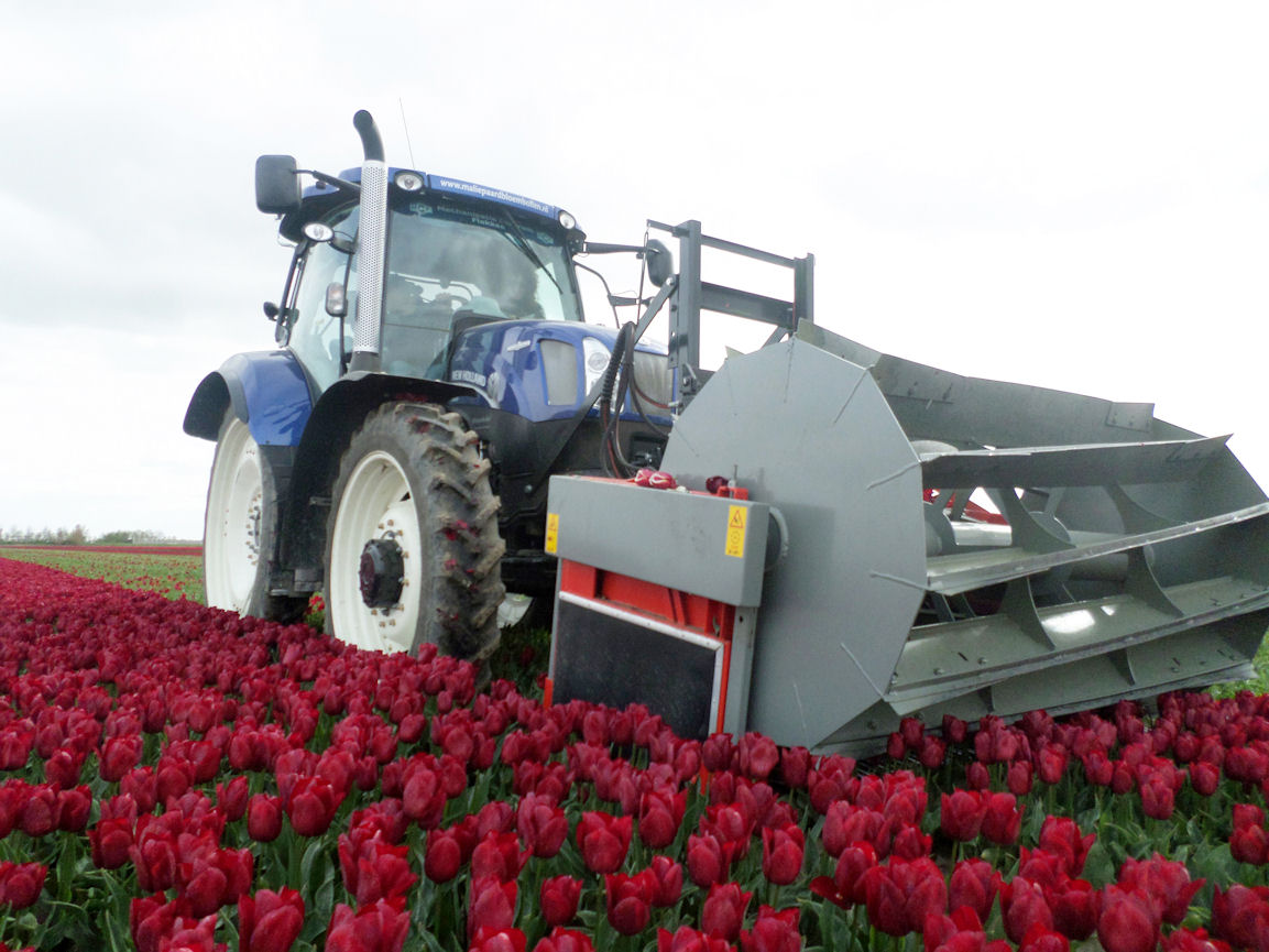 tulip