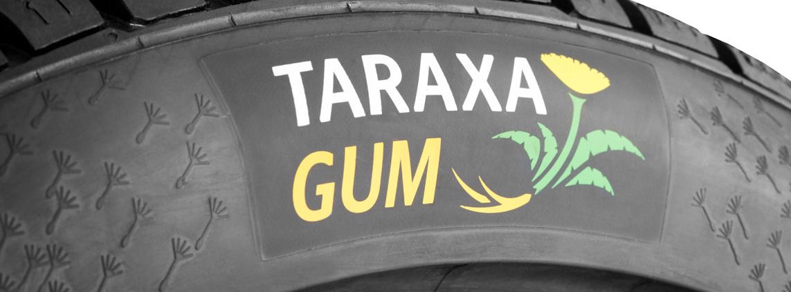 Taraxagum Tirekl1