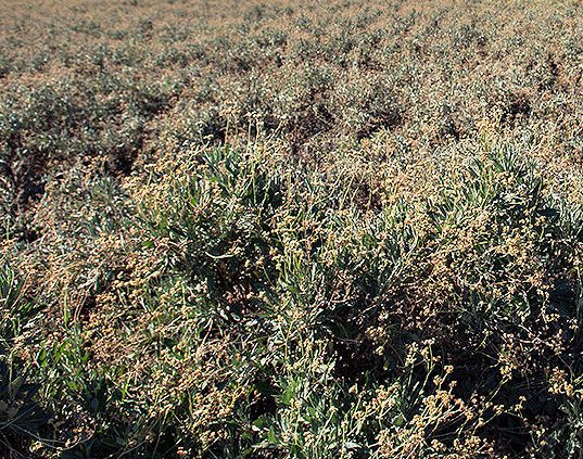 Guayule 1 tb