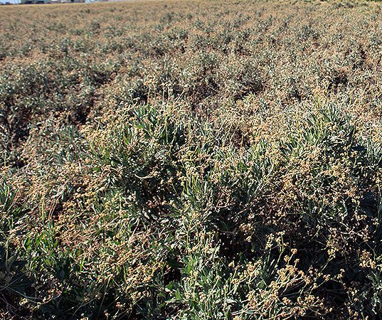 Guayule 1 tb