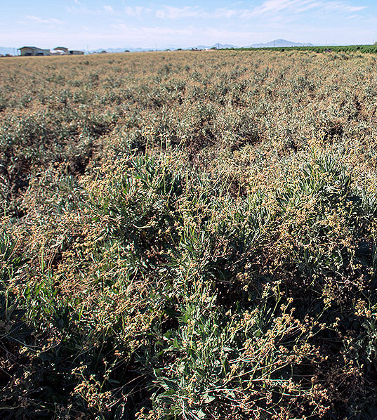 Guayule 1 tb