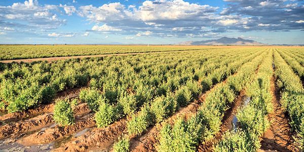 Guayule tb