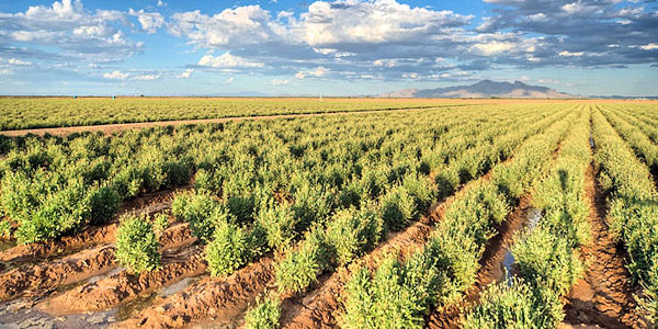 Guayule tb