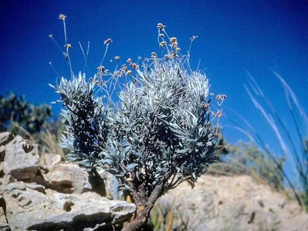 Guayule tb