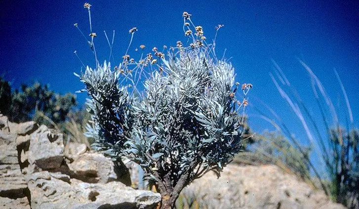 Guayule tb