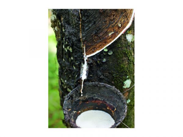 Conti Naturkautschuk