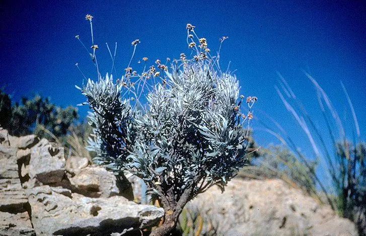 Guayule tb 1