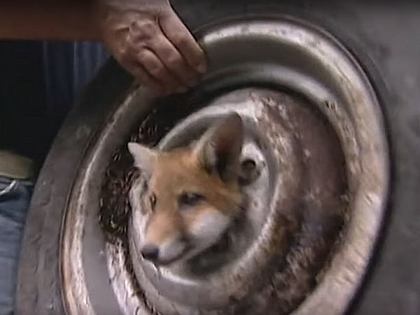 Wildlife Aid Fuchsfelge