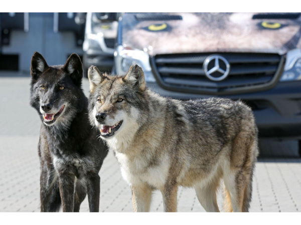 Reifen Center Wolf klein