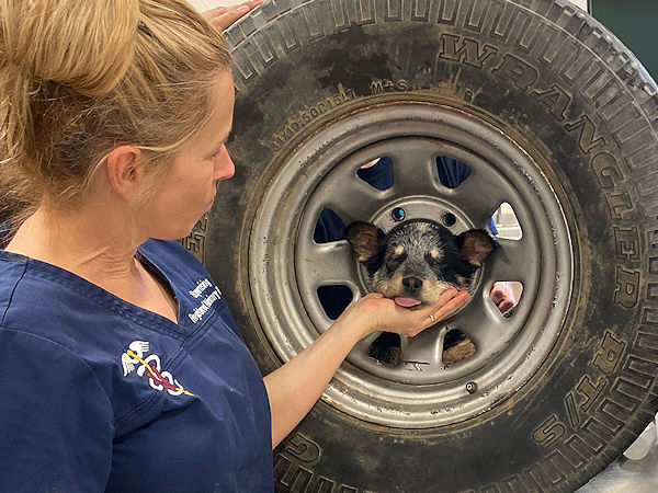Riverside County Animal Services Hund mit Kopf in Felge