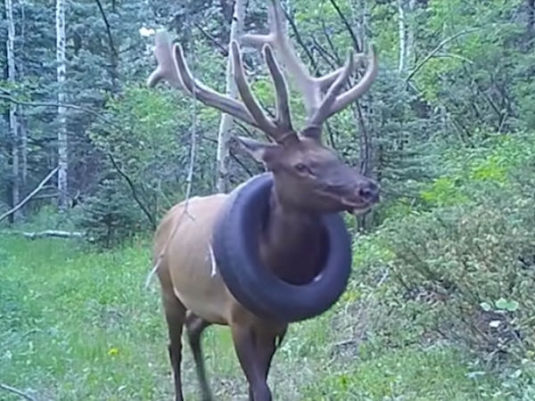 Schon rund zwei Jahre soll der Hirsch mit einem um den Hals baumelnden Reifen durch Colorado gestreift sein – jetzt haben ihn Wildhüter davon befreien können (Bild: YouTube/Screenshot)