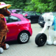 Eisbär „ProEisbär „Profilius“ (rechts) für Winter- und Braunbärin „Profilia“ für Sommerreifen sind die beiden Maskottchen der „Initiative Reifenqualität“, die sich unter anderem für eine saisonale Umrüstung der Fahrzeugbereifung stark macht (Bild: „Initiative Reifenqualität“)filius“ (rechts) für Winter- und Braunbärin „Profilia“ für Sommerreifen sind die beiden Maskottchen „Initiative Reifenqualität“, die sich unter anderem für eine saisonale Umrüstung der Fahrzeugbereifung stark macht (Bild: „Initiative Reifenqualität“)