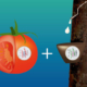 Falken tomaten klein