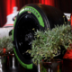 Bei den komplett neu entwickelten Firestone-Rennreifen, die erstmals an diesem Wochenende bei der US-amerikanischen NTT-Indycar-Serie auf die Strecke gehen, bestehen die Seitenwänden aus Kautschuk, der aus der Guayule-Pflanze gewonnen wurde (Bild: Bridgestone Americas)