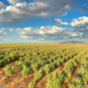 Guayule Bridgestone USA tb