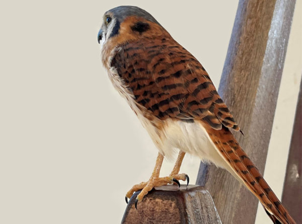 Falken Vogel klein