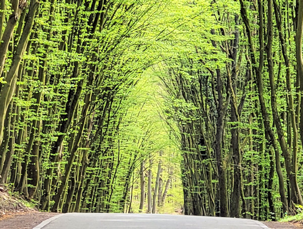 Wald klein