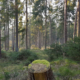 Wald klein