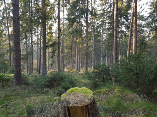 Wald klein